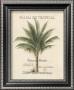 Palma De Tropical by Beth Yarbrough Limited Edition Print