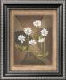 White Daisies by Michael Marcon Limited Edition Pricing Art Print