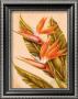 Bird Of Paradise by Ted Mundorff Limited Edition Pricing Art Print