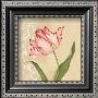 Eloquent Tulip by Debra Lake Limited Edition Print