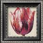 Red Parrot Bloom by Paula Reed Limited Edition Print