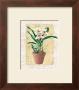Potted Cymbidium by Walter Robertson Limited Edition Print