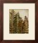 Ferns I by Patricia Quintero-Pinto Limited Edition Pricing Art Print