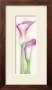 Pink Calla I by Annemarie Peter-Jaumann Limited Edition Print