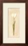 White Tulip by David Col Limited Edition Pricing Art Print