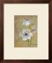 Anemones by Pamela Desgrosellier Limited Edition Print