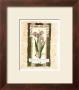 Tulip by Carol Robinson Limited Edition Print