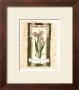 Tulip by Carol Robinson Limited Edition Pricing Art Print