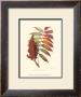 Smooth Sumac by Sprague Limited Edition Print