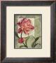 Trellised Peony by Lisa Audit Limited Edition Pricing Art Print