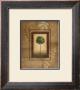 Brazil Nut Tree by Michael Marcon Limited Edition Print