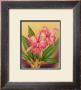 Cattleya by Hale Pua Studio Limited Edition Print