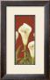 White Cala Lilies by Cuca Garcia Limited Edition Pricing Art Print