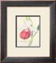 Raspberry Orchid by Elissa Della-Piana Limited Edition Print