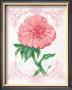 Coral Peony by Elissa Della-Piana Limited Edition Pricing Art Print