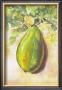 Papaya by Guenter Tillmann Limited Edition Pricing Art Print