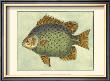 Butterfly Fish Ii by Jennifer Goldberger Limited Edition Pricing Art Print