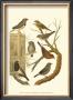 Canaries And Cage Birds Iv by Cassel Limited Edition Print