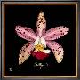 Vivid Orchid Iii by Ginny Joyner Limited Edition Print