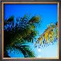 Palmirage by Jean-Francois Dupuis Limited Edition Pricing Art Print