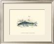 Lizars' Game Fish Ii by W.H. Lizars Limited Edition Pricing Art Print