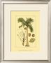 Printed Exotic Palm V by Pierre-Joseph Buchoz Limited Edition Pricing Art Print