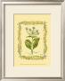 Borage by Wendy Russell Limited Edition Pricing Art Print