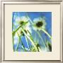 Daisies Ii by Ingrid Blixt Limited Edition Print