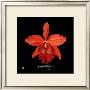Vivid Orchid Ix by Ginny Joyner Limited Edition Pricing Art Print