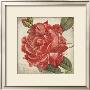Rose Flower by Stephanie Marrott Limited Edition Pricing Art Print