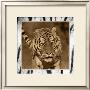 Tiger Views by Susann & Frank Parker Limited Edition Pricing Art Print