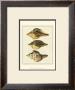 Crackled Antique Shells Vi by Denis Diderot Limited Edition Print