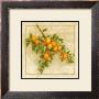 Abricots De Nancy by Vincent Perriol Limited Edition Pricing Art Print
