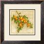 Abricots De Nancy by Vincent Perriol Limited Edition Print