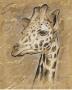 Safari Giraffe by Chad Barrett Limited Edition Print