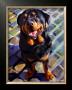 Handsome Rottie by Robert Mcclintock Limited Edition Print