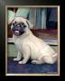 Baby Pug by Robert Mcclintock Limited Edition Print