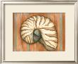 Shell On Stripes Iv by Laura Nathan Limited Edition Print