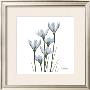 White Rain Lily Iii by Albert Koetsier Limited Edition Pricing Art Print