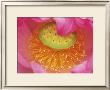 Pink Lotus Flower by Joanne Wells Limited Edition Pricing Art Print