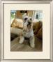 Schnauzer by Robert Mcclintock Limited Edition Pricing Art Print