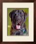 Mastiff by Robert Mcclintock Limited Edition Print