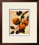 Italian Harvest, Oranges by Doris Allison Limited Edition Print