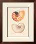 Shells by George Wolfgang Knorr Limited Edition Print