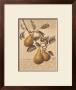 Pear Family by Vivien White Limited Edition Pricing Art Print