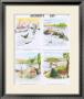 Water History Teaching Chart by Deyrolle Limited Edition Print