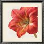 Vivid Amaryllis by Danhui Nai Limited Edition Print