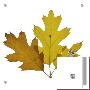 Fall Leaves On A White Background by D.M. Limited Edition Print