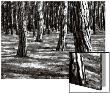 Tree Trunks In The Forest by I.W. Limited Edition Print