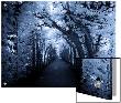 Tree Tunnel In Blue Hue by I.W. Limited Edition Pricing Art Print